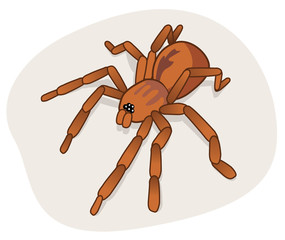 Spider