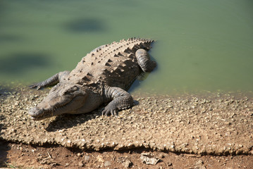 Crocodile