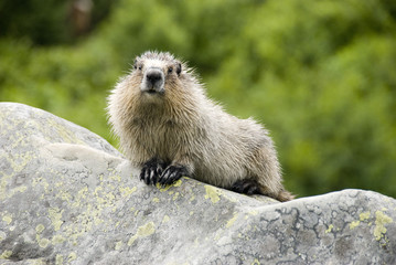 Curious marmot