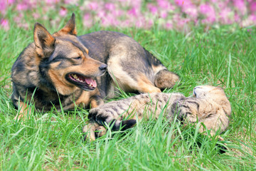 Naklejka premium Cat and dog have a rest on the grass