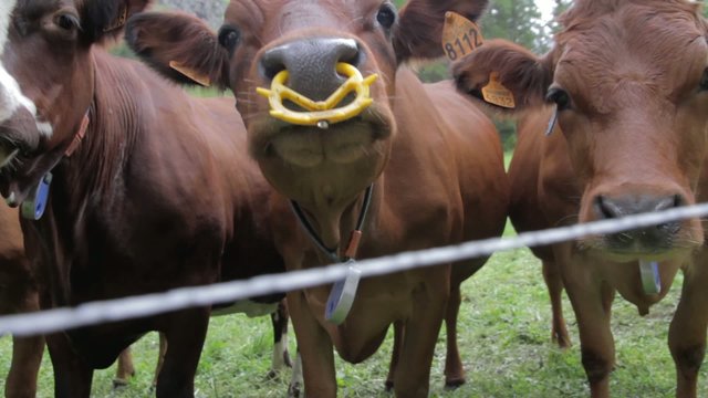 Vaches abondance et tarines en plan s&eacute;rr&eacute;