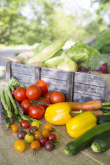 収穫した新鮮な野菜