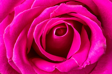 Close-up shot of rose flower