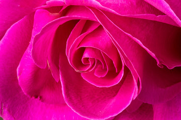 Naklejka premium Close-up shot of rose flower