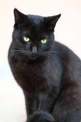 Black Cat sitting and looking at the camera, isolated on white