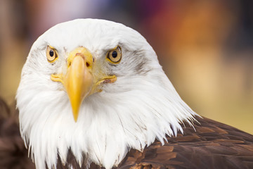 Portrait of a bald eagle (lat. haliaeetus leucocephalus)