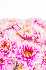 Chrysanthemum flower in chiangmai Thailand