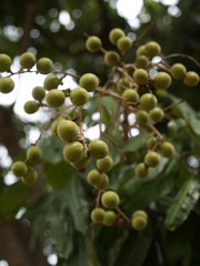 Longan