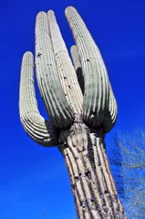 Poster Giant Saguaro Cactus, Southwest USA © nyker