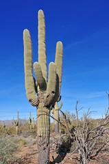 Poster Giant Saguaro Cactus, Southwest USA © nyker