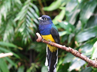 White-tailed trogon bird