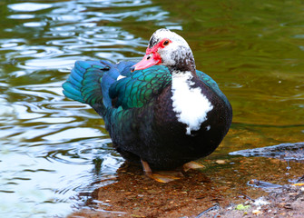 Muscovy Duck Domestic Ducks