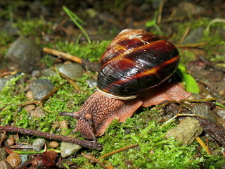 Pacific Sideband Snail - Monadenia fidelis © randimal