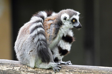 Ring-tailed Lemur Catta sitting and covering with tail