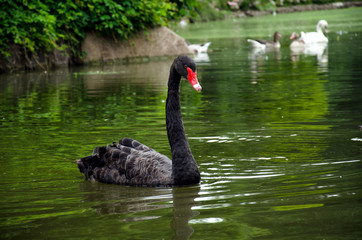 Black swan floats