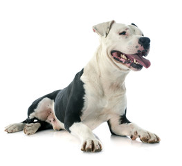 american staffordshire terrier
