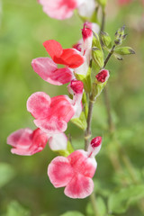 Fototapeta premium Salvia microphylla Hot Lips