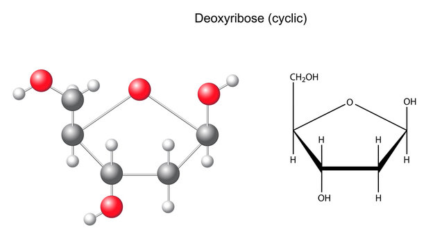 Structural chemical formula and model of deoxyribose