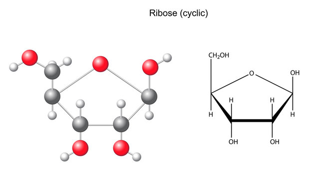 Structural chemical formula and model of ribose