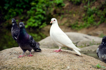 Pure white dove and gray