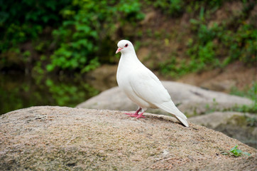 Pure white dove