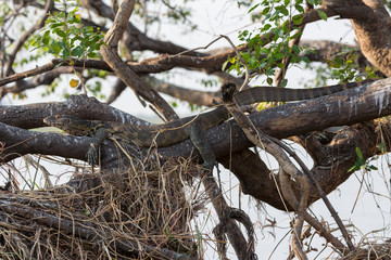Monitor Lizard camouflaged hidden over branch