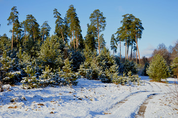 Зима в Больничной роще © pupulica
