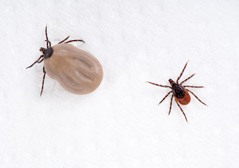 Black Legged tick. Ixodes scapularis, hungry and engorged