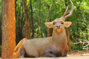 sika deer in the nature