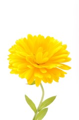  Calendula officinalis