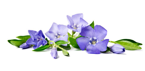 Fototapeta premium Beautiful blue flower periwinkle isolated on white background