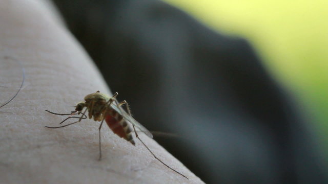 Bloodsucking Mosquito