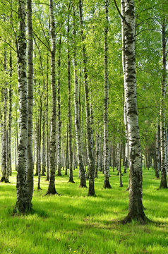 Fototapeta Birch trees in spring