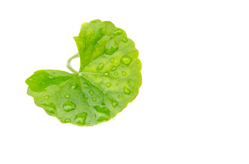 Medicinal thankuni leaves