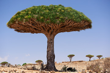 socotra dixam
