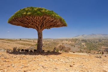 Fototapeta na wymiar Socotra Dixam