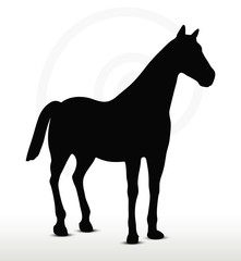 horse silhouette in standing still position