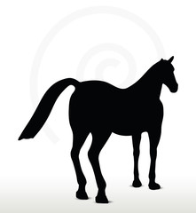 horse silhouette in standing still position