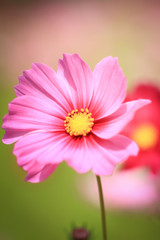 Fototapeta premium Colorful cosmos flowers