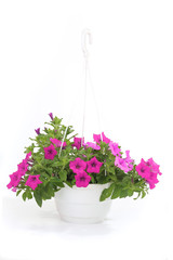 Petunia is a trumpet shaped