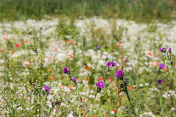Wildflowers blooming and budding
