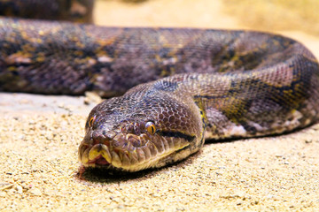 Python on a sand, captured with small depth of field