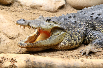 American Alligator with open mouth on a sand