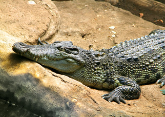 Obraz premium American Alligator on the stone. Sweet dreams. Smile.