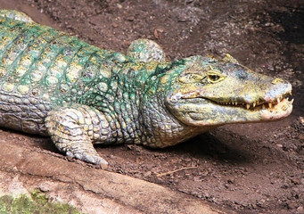Crocodile near the swam, on the red sand