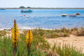 Spring flower on  background of a landscape with boats on sea.