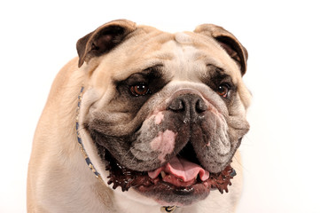 Englische Bulldogge Kopfportrait