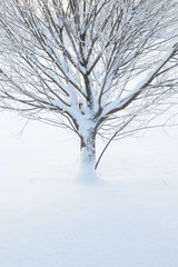 Abstract closeup of a tree in winter