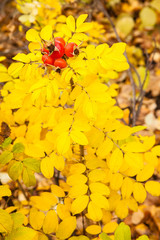 Yellow autumn rose and red rosehip