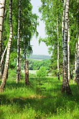 forest birch - 66176582
